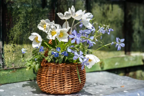 beautiful bouquet wood anemone, slender speedwell, Whetzel weed of summer.