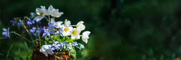 Φύση Μπουκέτο Από Νεραγκούλες Και Μπλε Λουλούδια Ψάθινο Καλάθι — Φωτογραφία Αρχείου