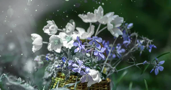 Σετ Από Anemoides Nemorosa Και Μπλε Λουλούδια Ένα Καλαθάκι Ψάθινο — Φωτογραφία Αρχείου