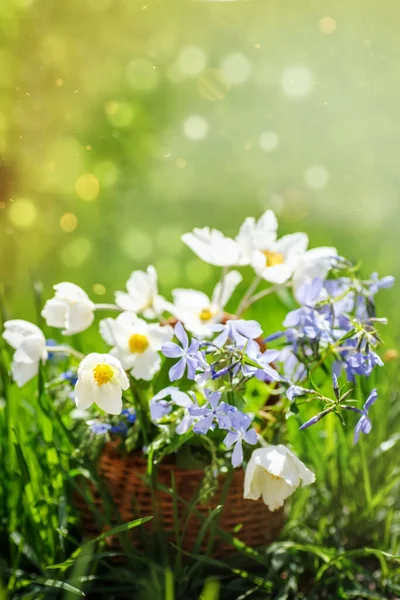 バスケットの美しいカラフルな花の風の花 スレンダーなスピードウェル ストレートスピードウェルで電話の背景 — ストック写真