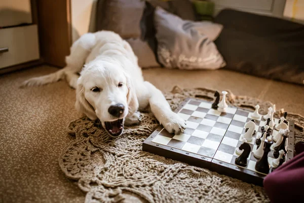 Golden retriever puppy learning to play chess. dog lies near the chessboard and watches how animal owner plays a chess game with chess pieces.