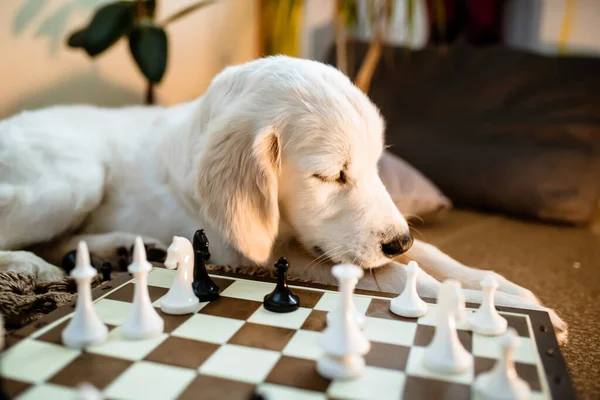 Golden retriever puppy learning to play chess. dog lies near the chessboard and watches how animal owner plays a chess game with chess pieces.