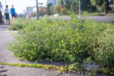 Ragweed çalıları. Ambrosia artemisiifolia tehlikeli alerji kaynaklı bitki yazın ve sonbaharda yol kenarlarında yetişiyor. Ot ve çukur kazma polenleri alerji için ölümcüldür.
