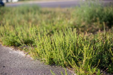 Ragweed çalıları. Ambrosia artemisiifolia tehlikeli alerji kaynaklı bitki yazın ve sonbaharda yol kenarlarında yetişiyor. Ot ve çukur kazma polenleri alerji için ölümcüldür.