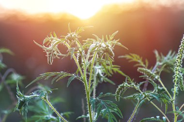 Çiçek açan Ambrosia artemisiifolia, çayırda yaz otları arasında yetişen tehlikeli bir alerjik bitkidir. Polenleri alerjiye neden olan yabani otlar ve ot çalıları.