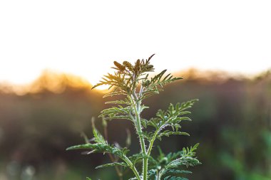 Çiçek açan Ambrosia artemisiifolia, çayırda yaz otları arasında yetişen tehlikeli bir alerjik bitkidir. Polenleri alerjiye neden olan yabani otlar ve ot çalıları.