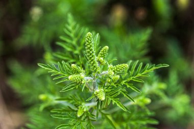 Çiçek açan Ambrosia artemisiifolia, çayırda yaz otları arasında yetişen tehlikeli bir alerjik bitkidir. Polenleri alerjiye sebep olan yabani otlar ve ot çalıları. Sağlık hizmeti konsepti. Üst görünüm