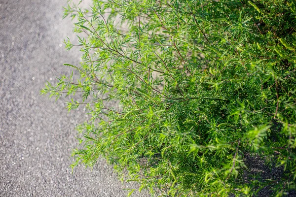 Ragweed Arbustos Ambrosia Artemisiifolia Planta Causadora Alergia Perigosa Crescendo Cidade — Fotografia de Stock