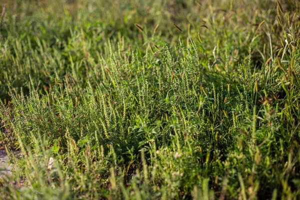 Ragweed Çalıları Ambrosia Artemisiifolia Tehlikeli Alerji Kaynaklı Bitki Yazın Sonbaharda — Stok fotoğraf