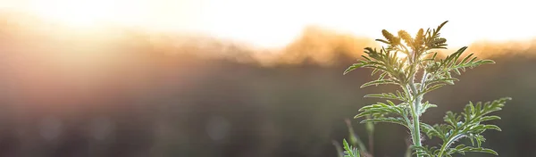 バナー開花アンブロシアArtemisiifoliaは夏の草の間の牧草地で危険なアレルゲン植物です 外で熱や鼻水を引き起こす毒性アレルゲンの茎と花 — ストック写真