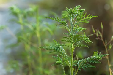 Çiçek açan Ambrosia artemisiifolia, çayırda yaz otları arasında yetişen tehlikeli bir alerjik bitkidir. Polenleri alerjiye sebep olan yabani otlar ve ot çalıları. sağlık hizmeti kavramı