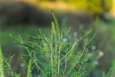 Çiçek açan Ambrosia artemisiifolia, çayırda yaz otları arasında yetişen tehlikeli bir alerjik bitkidir. Polenleri alerjiye sebep olan yabani otlar ve ot çalıları. sağlık hizmeti kavramı