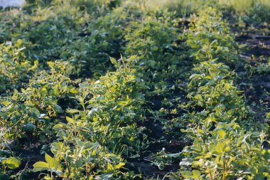 İşlenmemiş, işlenmemiş, ot ve çimen kaplı patates. Sebze bahçesinde büyüyen genç patates