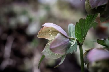 Helleborus 'a yakın çekim. Yağmurdan sonra çiçek tarhında alışılmadık bir renk..