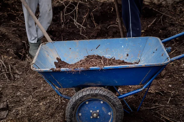 堆肥在花园推车 农民将堆肥装入花园推车 运送到栅栏上施肥 — 图库照片