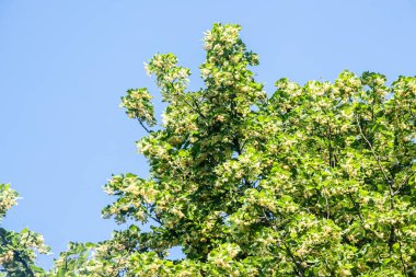 Çiçek açarken gökyüzüne karşı kireç ağacı dalları. Bir ıhlamur ağacının yeşil yaprakları. Tilia americana