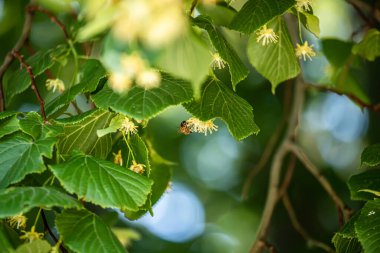 Yeşillik ve güzel ıhlamur ağaçları. Tilia amerikan yaşam ve oksijen kaynağı.