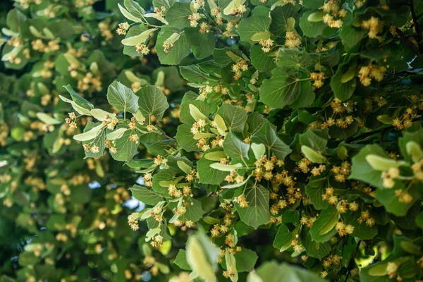Ramo Árvore Limão Com Belas Flores Floridas Folhas Verdes Frescas — Fotografia de Stock