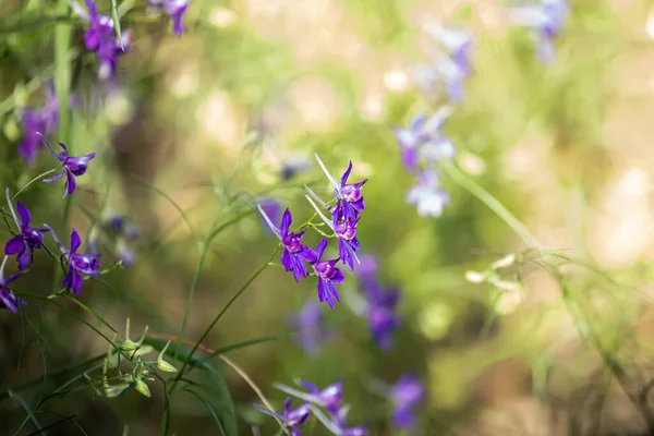 Consolida Regalis Purple Flowers Used Non Traditional Medicine Medow — Stock Photo, Image