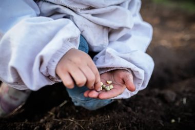 Tulumlu genç bahçıvan, toprak hazırlıyor ve sağlıklı ekolojik yiyecekler için baklagiller dikiyor..