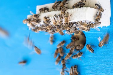 Arılar kovana girip çıkıyor, tarlalardan tatlı nektar ve polen topluyor.