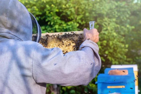 Γεωργός Που Τείνει Εκτρέφει Μέλισσες Προωθώντας Διατήρηση Και Διατήρηση Των — Φωτογραφία Αρχείου