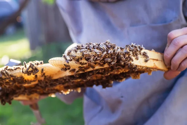 Včelař Který Kontroluje Rámeček Plný Zdravých Produktivních Včel Místním Včelíně — Stock fotografie