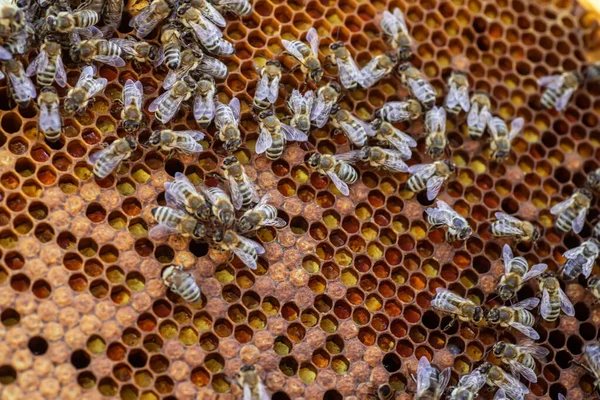 Včelí Rám Plný Včelích Plástů Pilných Včel Včelínů Letním Dni — Stock fotografie