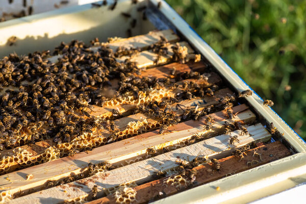 занятые пчелы ползают по раме медовых сотов, каждая клетка наполнена сладким нектаром их труда.