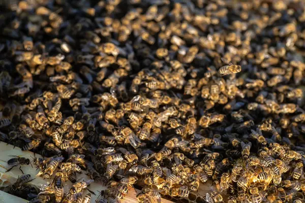 Lose Aufnahme Eines Wabenrahmens Der Mit Köstlichem Goldenen Honig Gefüllt — Stockfoto