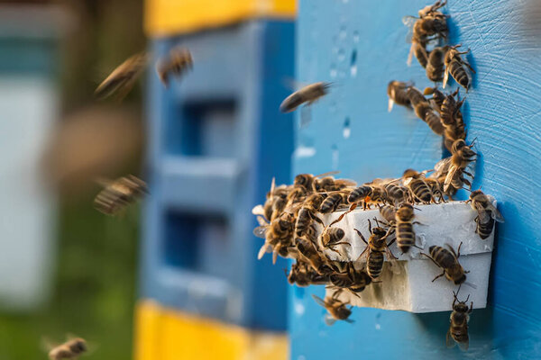 wooden hive. swarm of bees flies around. Bee working to produce sweet, nutritious honey.