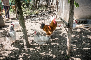 A red rooster and white chickens on an eco farm in a country house. Growing chickens for domestic eggs