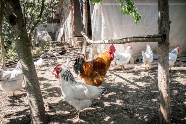 A red rooster and white chickens on an eco farm in a country house. Growing chickens for domestic eggs