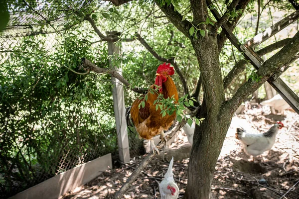 鶏小屋には赤いハンサムな鶏が立っている 生態系で持続可能な農場だ 養鶏場 — ストック写真