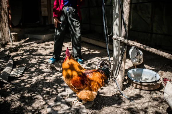 Beautiful Rooster Hen House Hens Breeding Poultry Farm Rural Scene — Stok fotoğraf