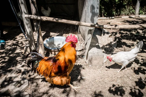 Beautiful Rooster Hen House Hens Breeding Poultry Farm Rural Scene — Stok fotoğraf