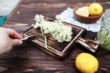 Cutting elderberry inflorescences to prepare phytomedicine preparations from medicinal plants, or a refreshing summer drink with lemon.