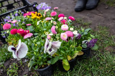 İlkbaharda bir çiçek tarlasına nakledilmeye hazır sepetin içinde ebediyet çiçekleri. Bahçe çiçekleri iyi korunuyor.