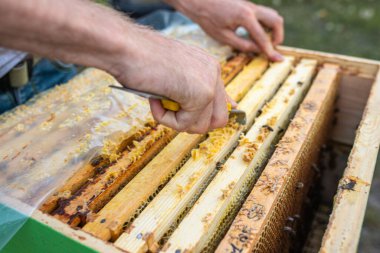 beekeeper at work: a beekeeper extracts frame and controls how work of the bees proceeds