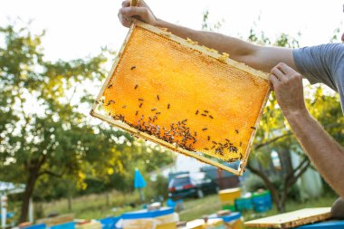 Beehive Spring Management. beekeeper inspecting bee hive and prepares apiary for summer season. Beekeeping. Beekeeper grey protective suit costume checks beehives holds a frame with last years sealed