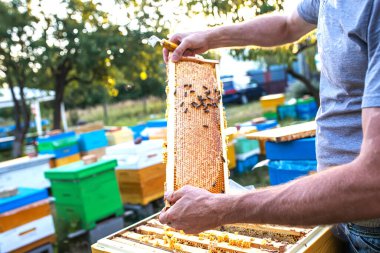 beekeeper at work: a beekeeper extracts frame and controls how work of the bees proceeds