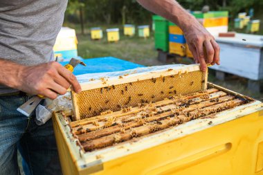 beekeeper pulls out a frame with honey from the beehive. Beekeeper inspecting honeycomb frame at apiary. Beekeeping concept.