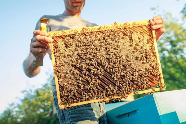 Rámeček Včel Úlu Poruchou Kolapsu Kolonie Rámeček Pokrytý Včelami — Stock fotografie