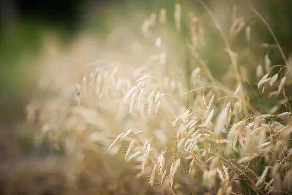 여름에는 식물의 가시로 뒤덮여 여름에는 누르스름 이자라고 — 스톡 사진