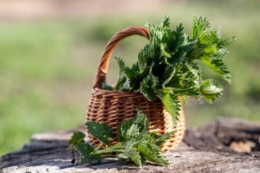 Fresh nettles. Basket with freshly harvested nettle plant. Urtica dioica, often called common nettle, stinging nettle, or nettle leaf. first spring vitamins. Ingredient of vitamin salad.