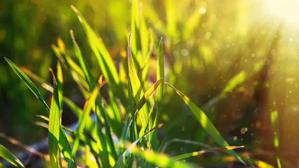 Junge Weizensetzlinge Die Auf Einem Feld Schwarzer Erde Wachsen Frühlingsgrüner — Stockfoto