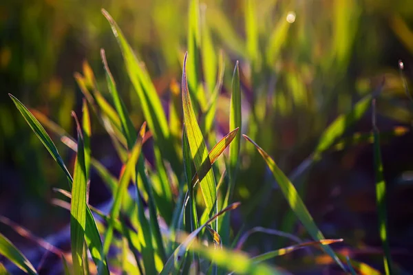 Молодые Саженцы Пшеницы Растут Поле Чернозёмной Почве Весенняя Зеленая Пшеница — стоковое фото