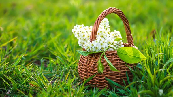 Still life of bird cherry in basket against sky. bouquet flowers on background of green grass. Background for greeting card with beginning of spring, March 8 or Valentines Day