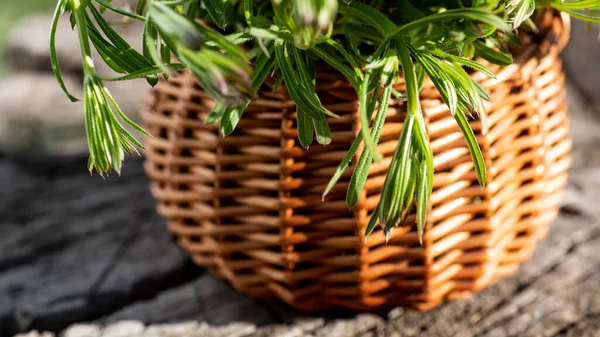 Galium Aparin Bárdok Kosárban Asztalon Növény Használják Ayurveda Hagyományos Orvoslás — Stock Fotó