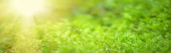 Baharda Genç Yeşil Bitki Filizleri Günbatımı Işınlarıyla Aydınlatılır Uzun Bahar — Stok fotoğraf